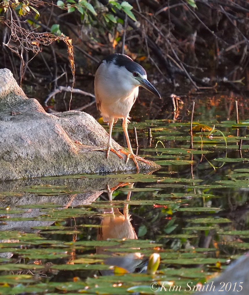 Black-crowned Night Heron Gloucester -4 ©Kim Smith 2015
