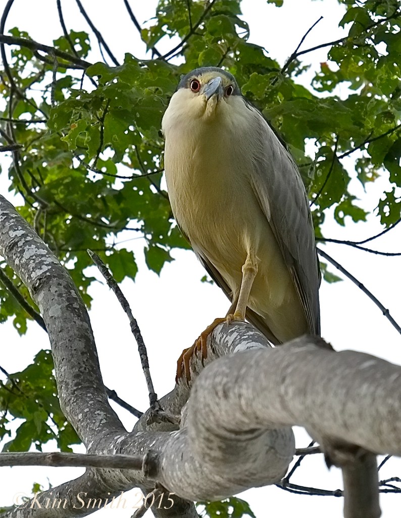 Black-crowned Night Heron Gloucester ©Kim Smith 2015