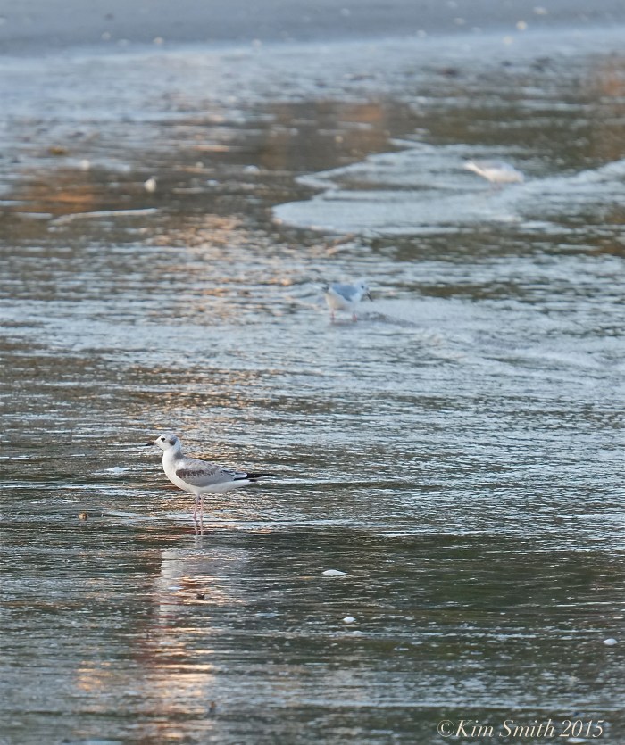 Bonaparte's Gull Annisquam Massachusetts ©Kim Smith 2015