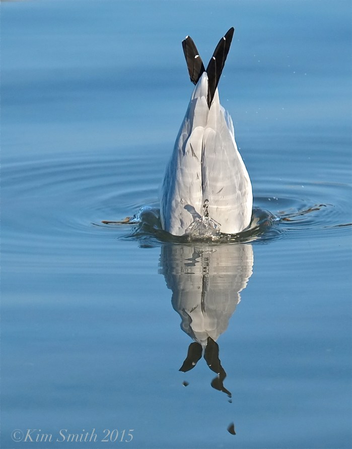 Bonaparte's Gull Diving -3 Massachusetts ©Kim Smith 2015