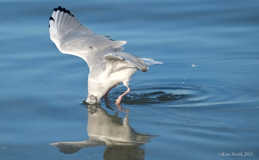Bonaparte's Gull Diving ©Kim Smith 2015