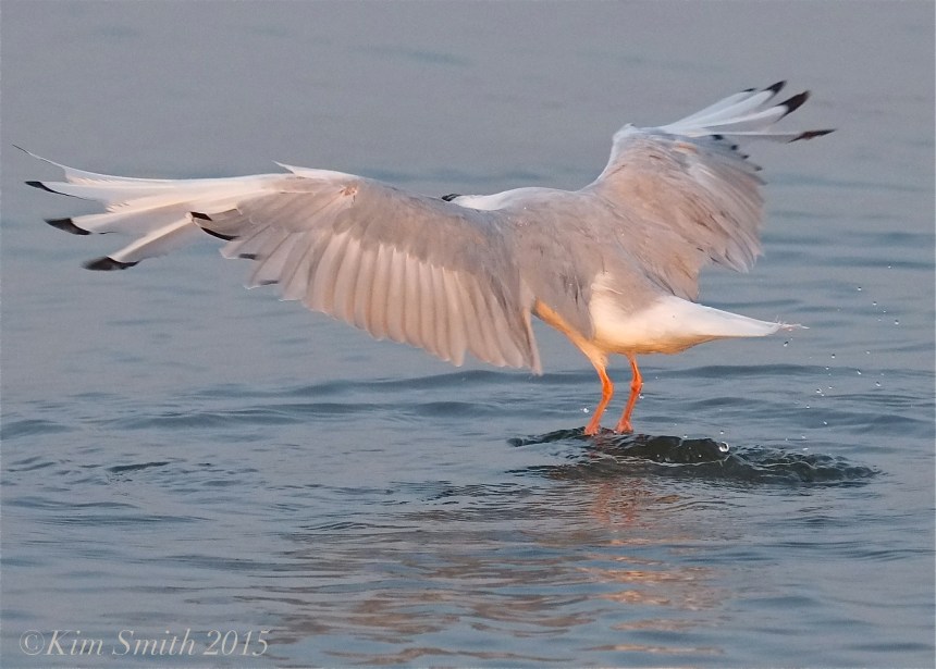 Bonaparte's Gull Massachusetts ©Kim Smith 2015