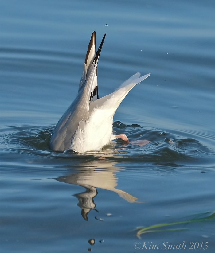 Bonaparte's Gull Massachusetts Diving ©Kim Smith 2015