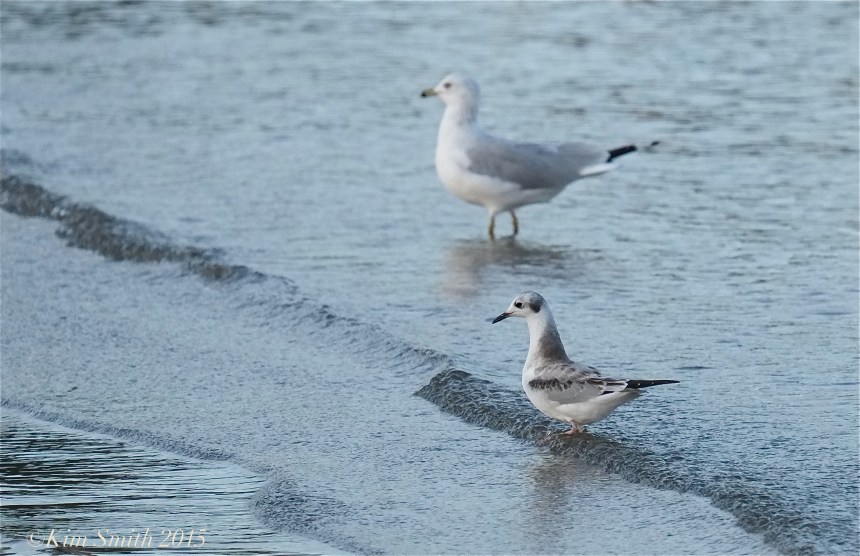 Bonaparte's Gull -Ring-backed Gull Massachusetts ©Kim Smith 2015