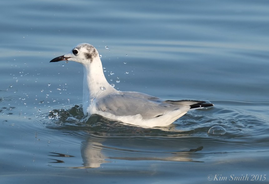 Bonaparte's Gull winter plumage Massachusetts ©Kim Smith 2015