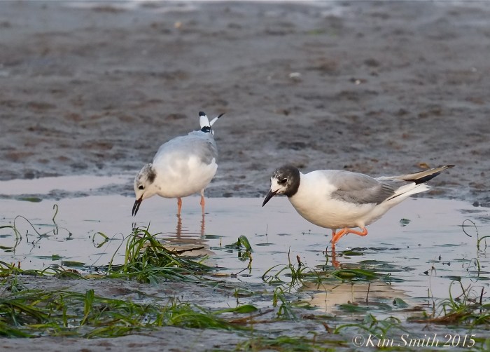 Bonaparte's Gulls Massachusetts ©Kim Smith 2015