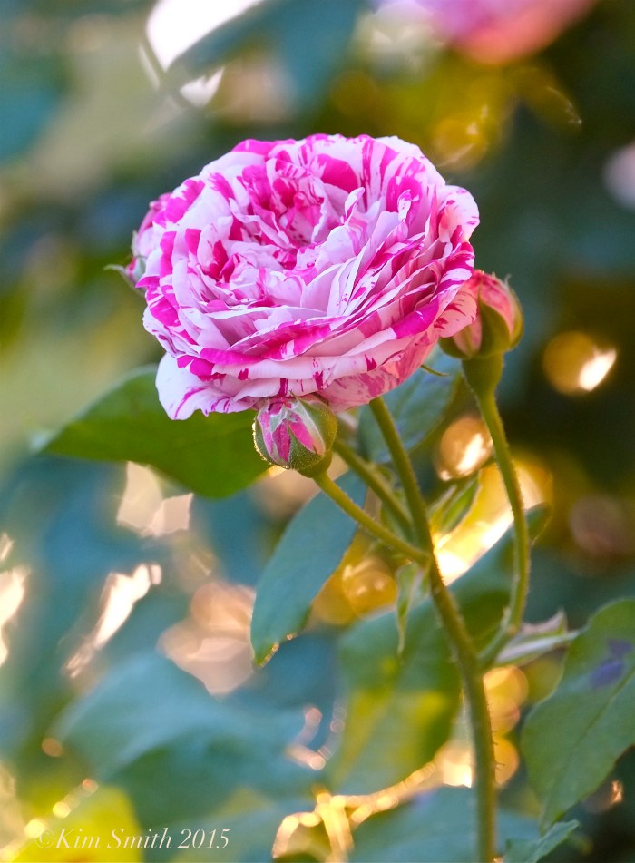 Bourbon Rose ‘Variegata di Bologna’ -2 ©Kim Smith 2015