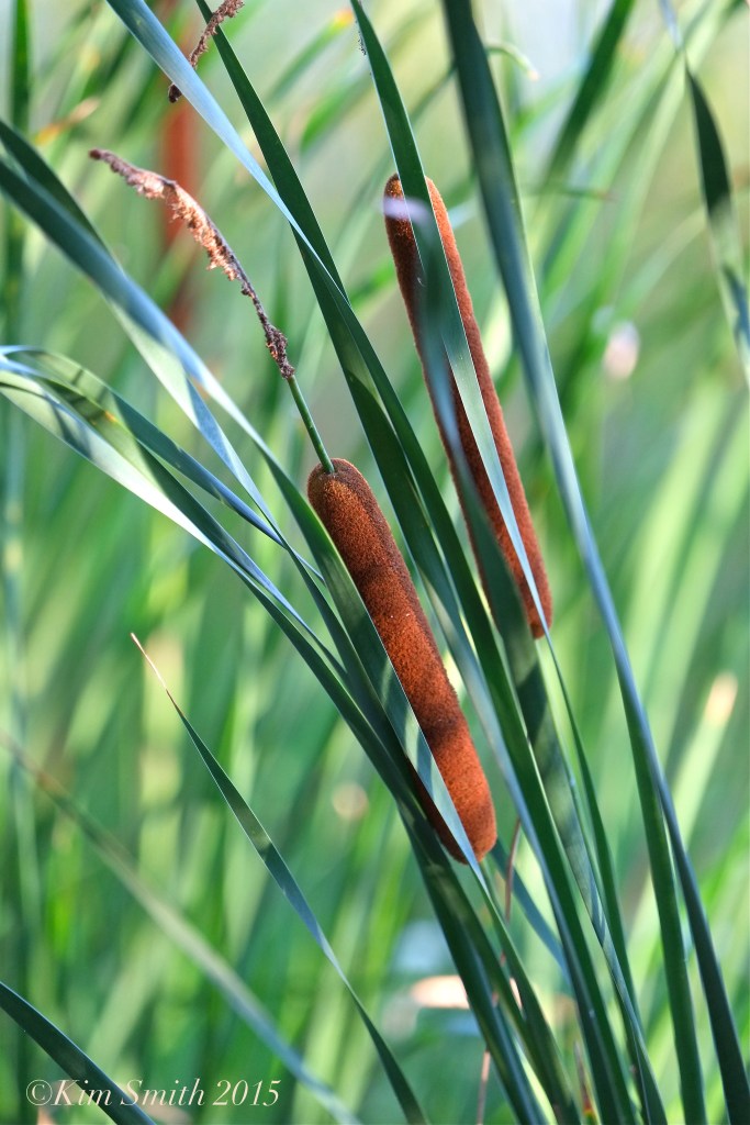 Cattail flowers ©Kim Smith 2015 copy