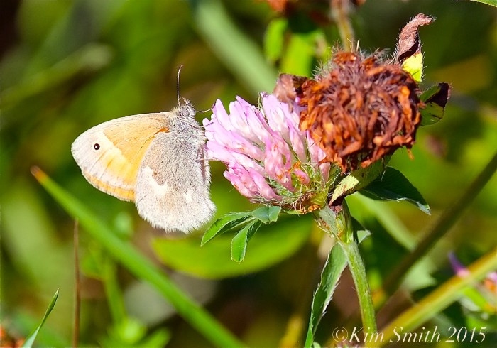 Common Ringlet Butterfly Waring Field Rockport ©Kim Smith 2015
