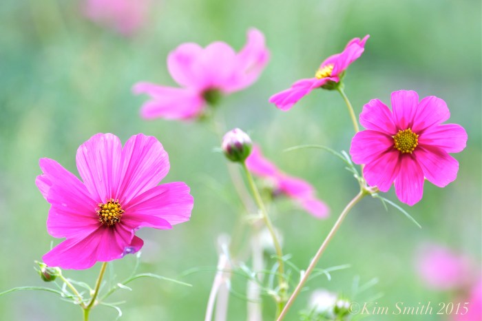 Cosmos Cabot Farm Salem ©Kim Smith 2015