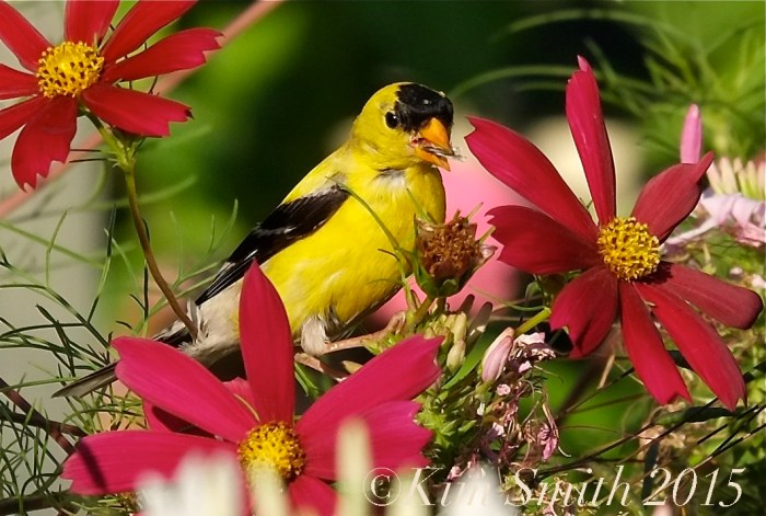 Cosmos Goldfinch ©Kim Smith 2015