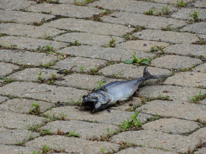 dead fish in the middle of the road