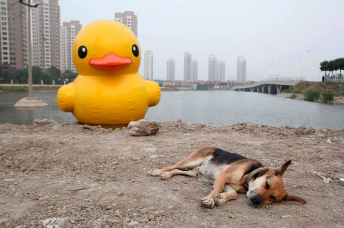 Anyone know where this dog keeps his duck? Maybe we could borrow it while she is sleeping.