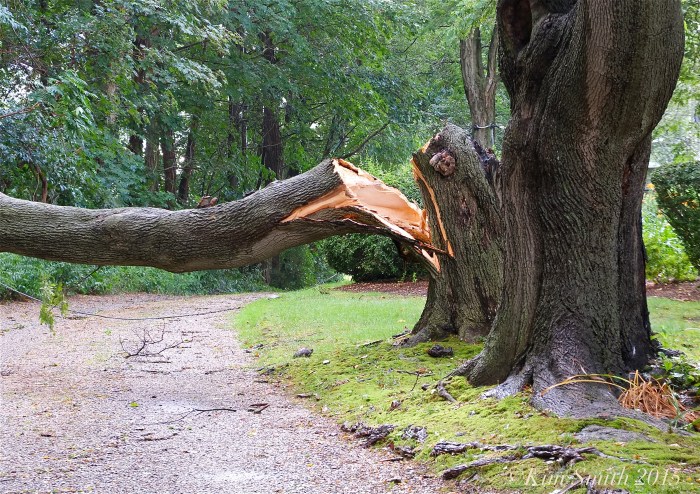 downed tree ©Kim Smith 2o15