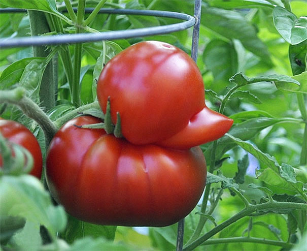 duck-shaped-tomato