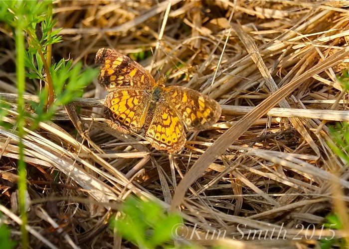Female Pearl Crescent Salem MA ©Kim Smith 2015
