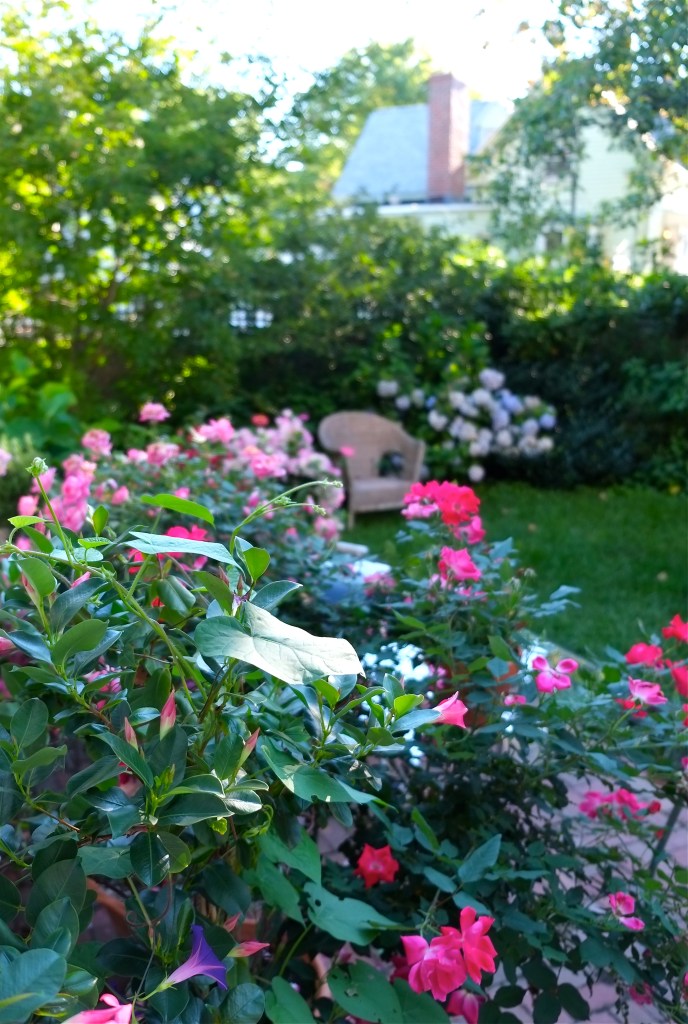 Gloucester Garden ©Kim Smith 2015