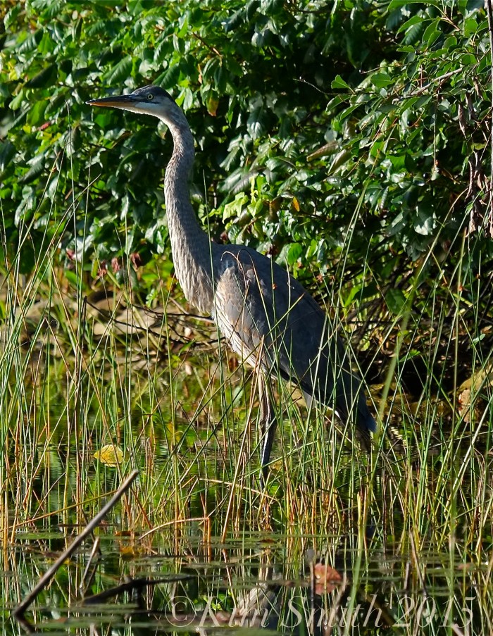 Great Blue Heron ©Kim Smith 2015