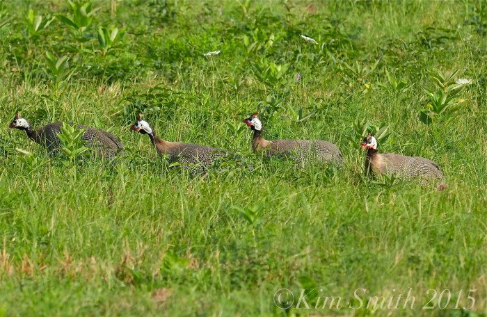 Guinea Hens Cabot Farm Salem ©Kim Smith 2015