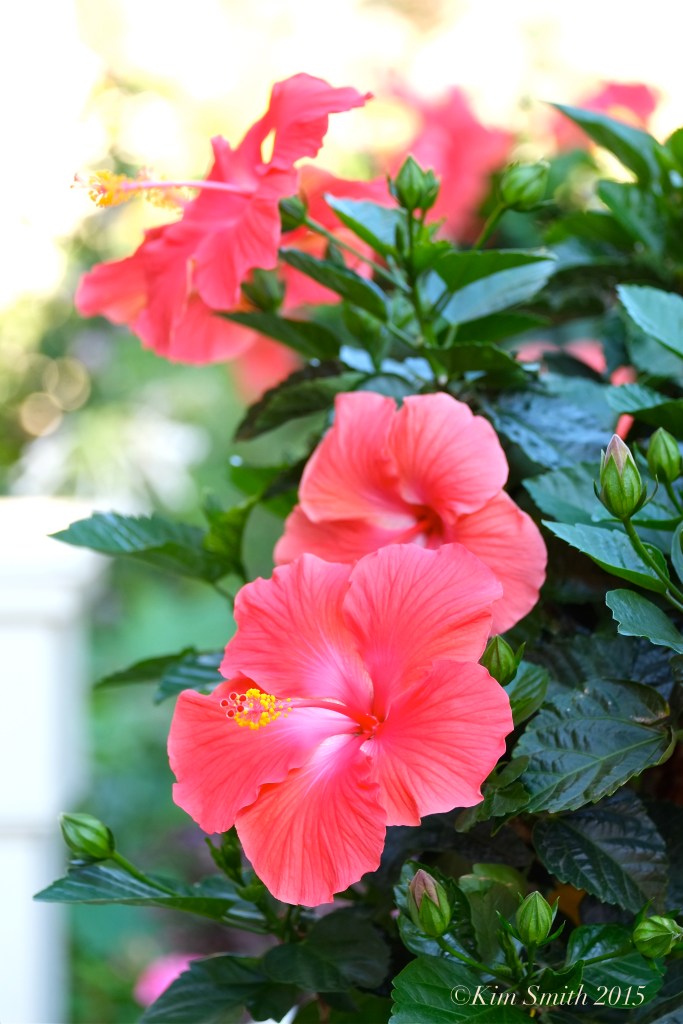 Hibiscus ©Kim Smith 2015 copy
