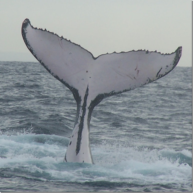 Humpback_whale_fluke_(2)