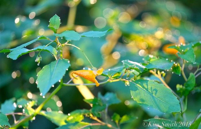 Jewelweed ©Kim Smith 2015