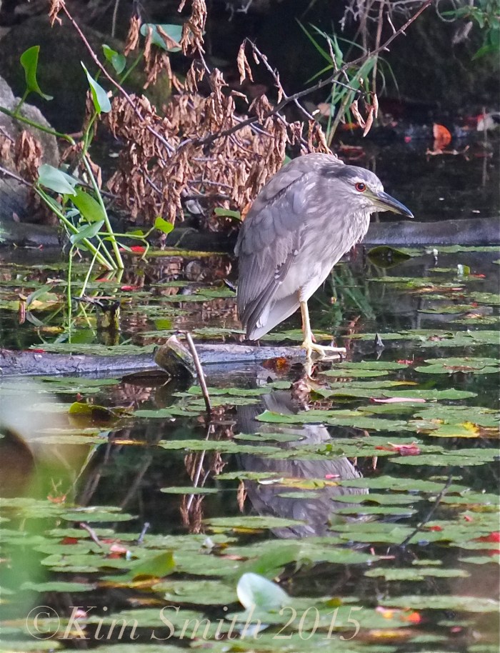 Juvenile Black Crowned Night heron ©Kim Smith 2015