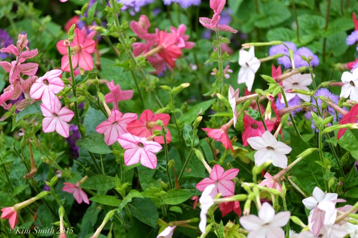 Mary Prentiss Inn Cambridge -2 ©Kim Smith 2015