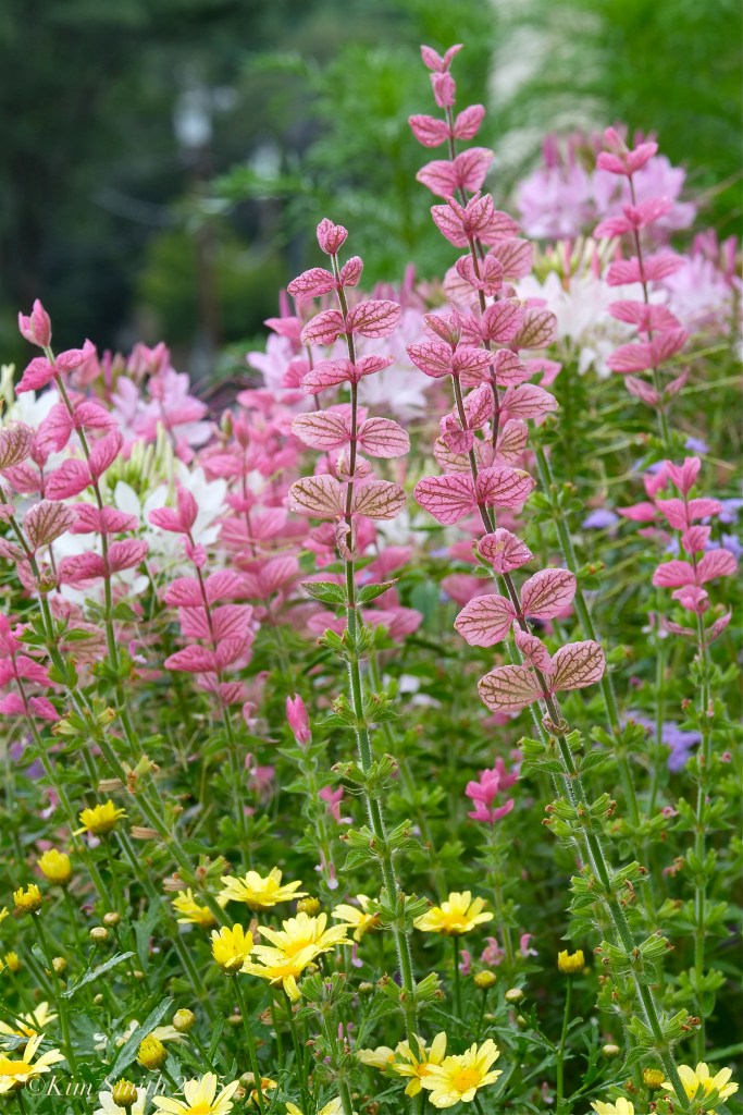 Mary Prentiss Inn Cambridge -3 ©Kim Smith 2015