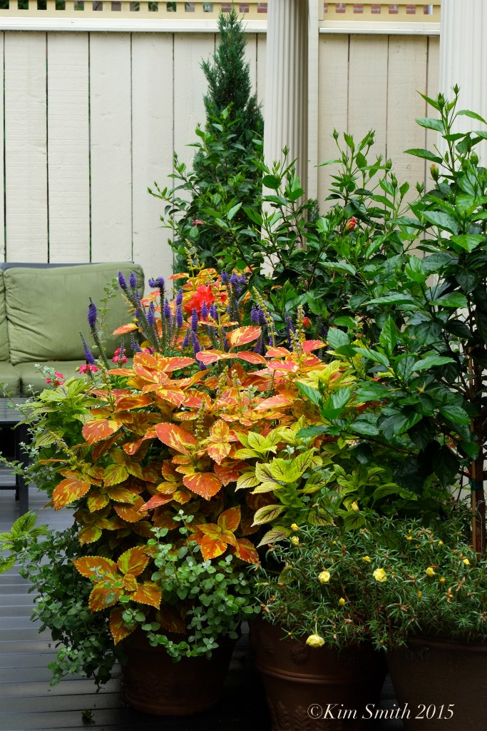 Mary Prentiss Inn Cambridge ©Kim Smith 2015jpg