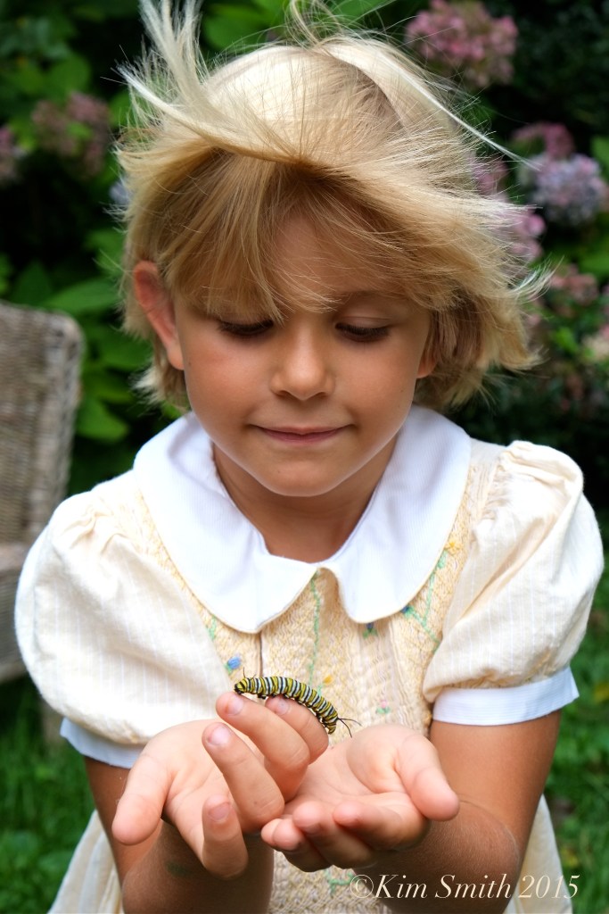 Meadow monarch caterpillar ©Kim Smith 2015 copy