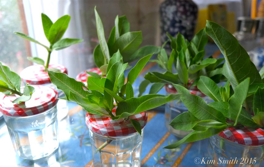 milkweed butterfly eggs ©Kim Smith 2015