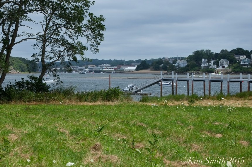Milkweed Field ©Kim Smith J.PG