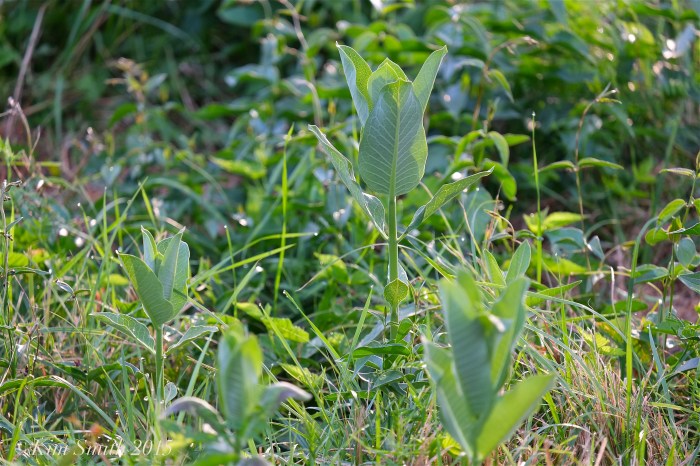 Milkweed Shoots Cabot Farm Salem ©Kim Smith 2015