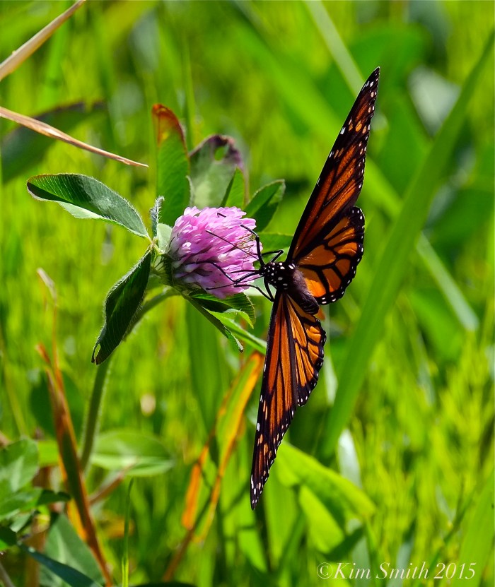 Monarch Butterfly Female -2 ©Kim Smith 2015