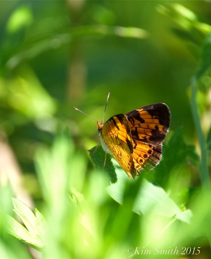 Northern Crescent ©Kim Smith 2015