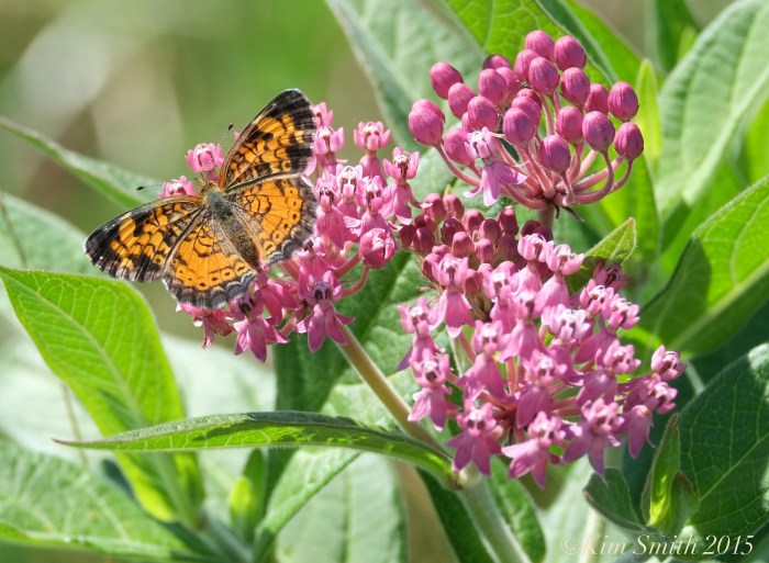 Pearl Cresent nectaring at Marsh Milkweed ©Kim Smith 2015