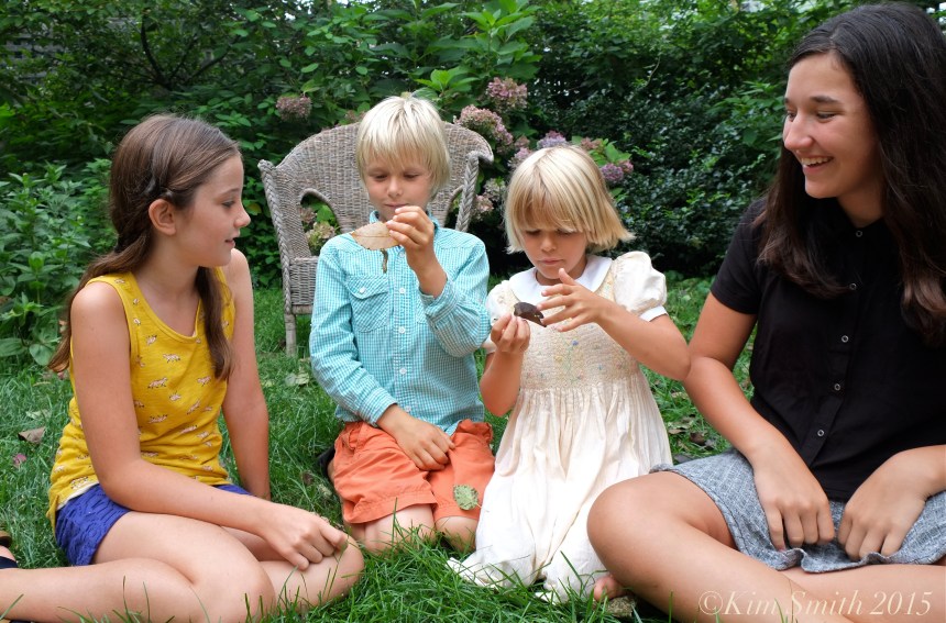 Pilar Atticus Meadow Emma monarch caterpillar ©Kim Smith 2015