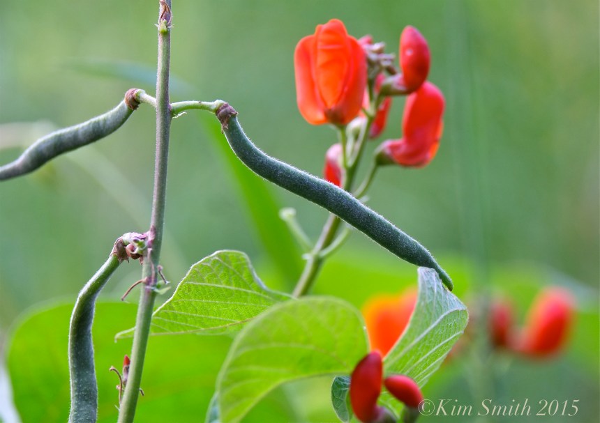 Scarlet runner Beans Cabot Farm Salem ©Kim Smith 2015