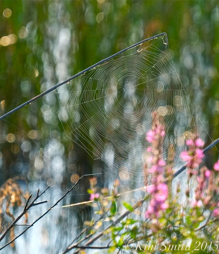 Spider Web Niles Pond ©Kim Smith 2015