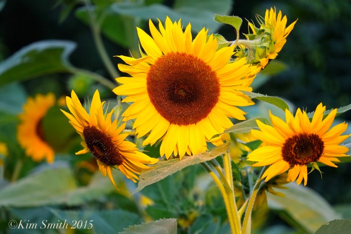 Sunflowers -2 Cabot Farm Salem ©Kim Smith 2015