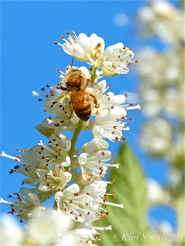 Sweet pepperbush ©Kim Smith 2015