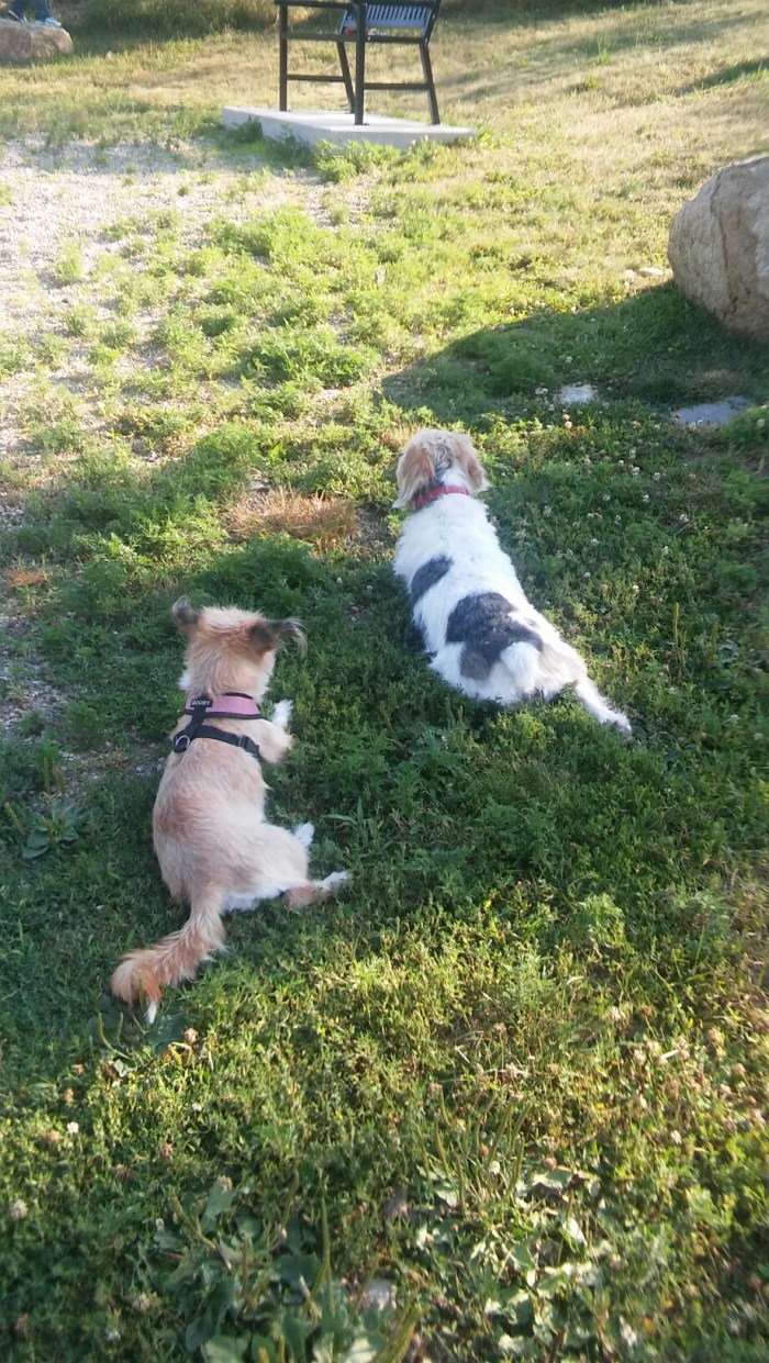 20150803_172713.jpg image