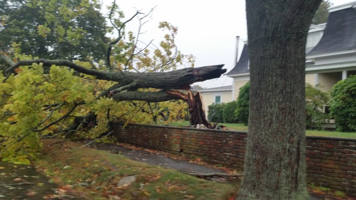 20150930_104504 another photo of tree down on Lexington Avenue