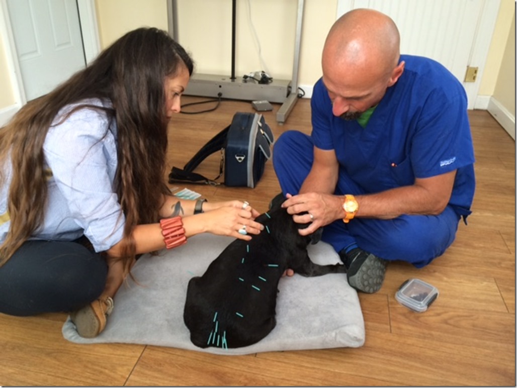 Acupuncture at SeaPortVet