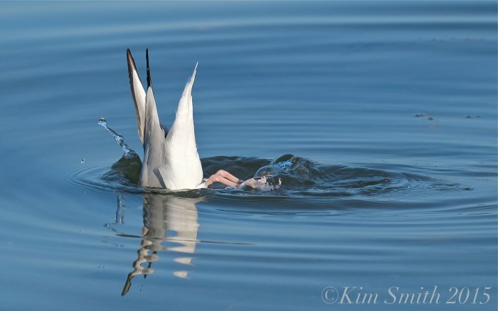 Bonaparte's Gull diving Gloucester ©Kim Smith 2015