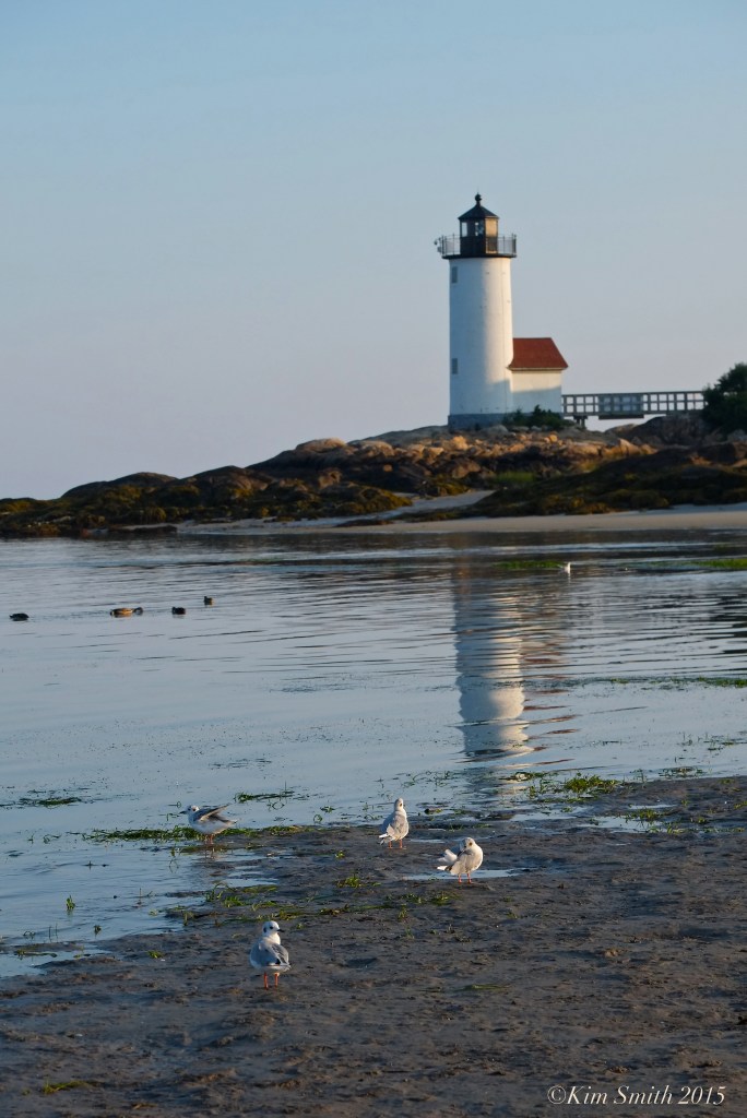 Bonaparte's Gulls Annisquam Lighthouse ©Kim Smith 2015
