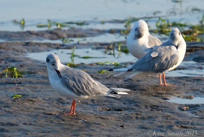 Bonaparte's Gulls Cape Ann Massachusetts ©Kim Smith 2015