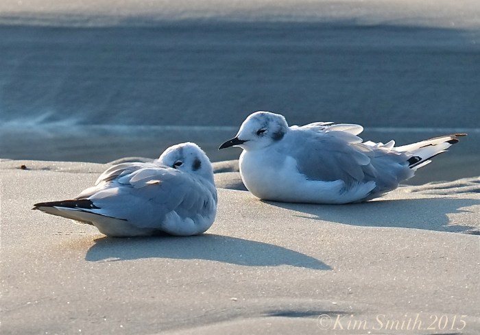 Bonaparte's Gulls Gloucester ©Kim Smith 2015