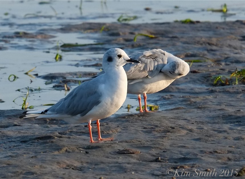 Bonaparte's Gulls Massachusetts ©Kim Smith 2015